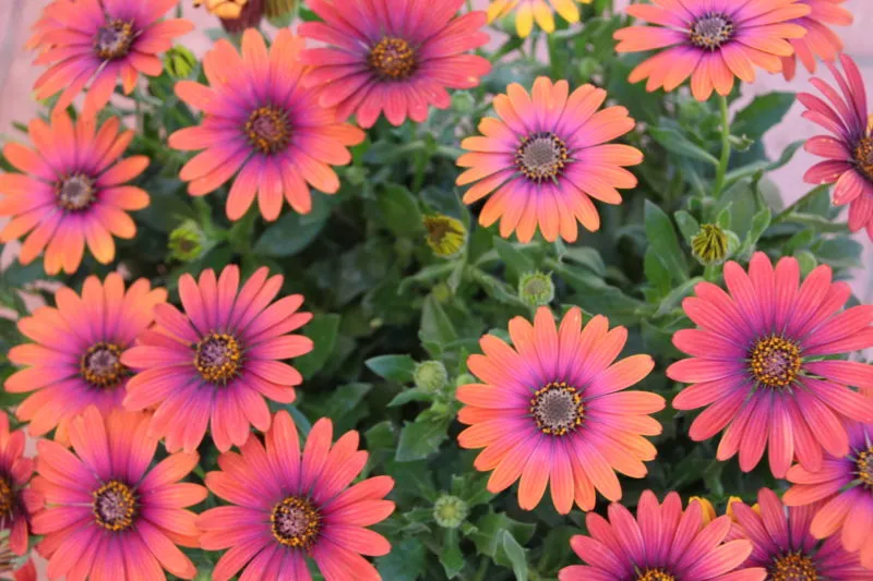 Osteospermum