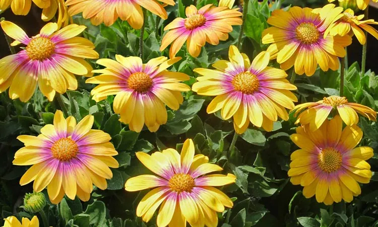 Osteospermum