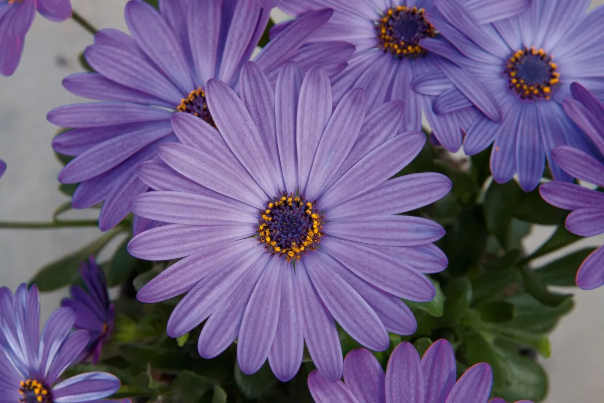 Osteospermum