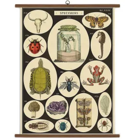 Specimens School Chart